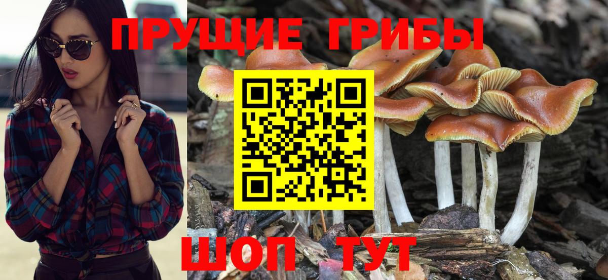 Евпатория  Галлюциногенные грибы Cubensis  Вход с VPN 